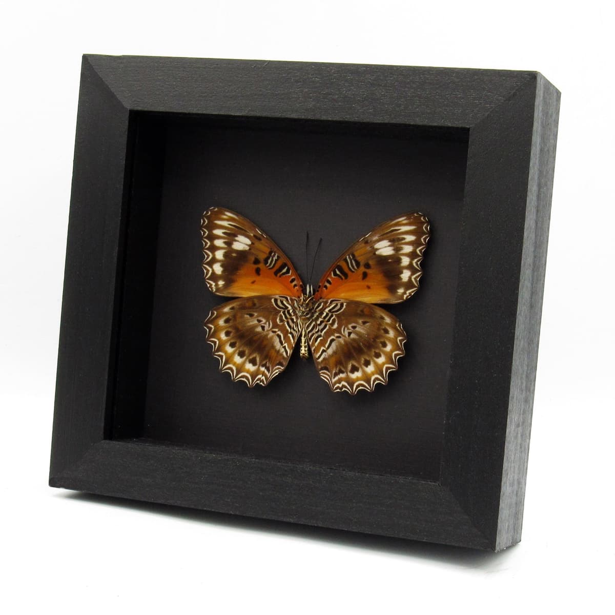 Real Eastern Red Lacewing butterfly framed taxidermy - Cethosia cydippe - large female