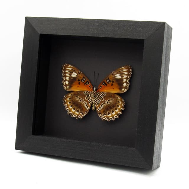 Real Eastern Red Lacewing butterfly framed taxidermy - Cethosia cydippe - large female