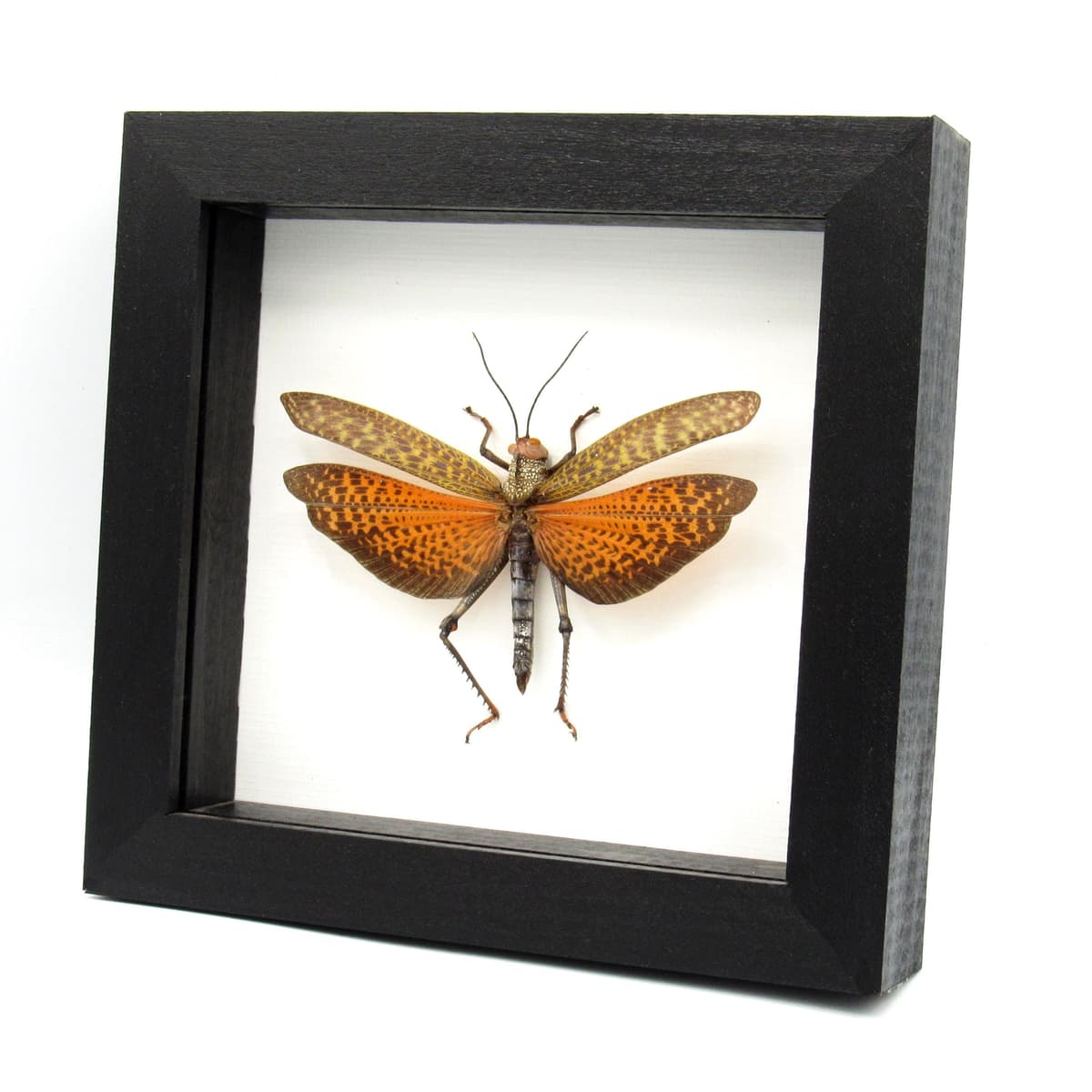 Real red grasshopper framed taxidermy - Tropidacris dux