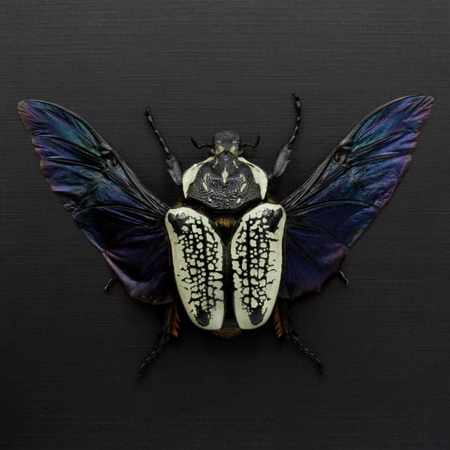 Real Giant Flower Beetle framed taxidermy - Goliathus orientalis - large female