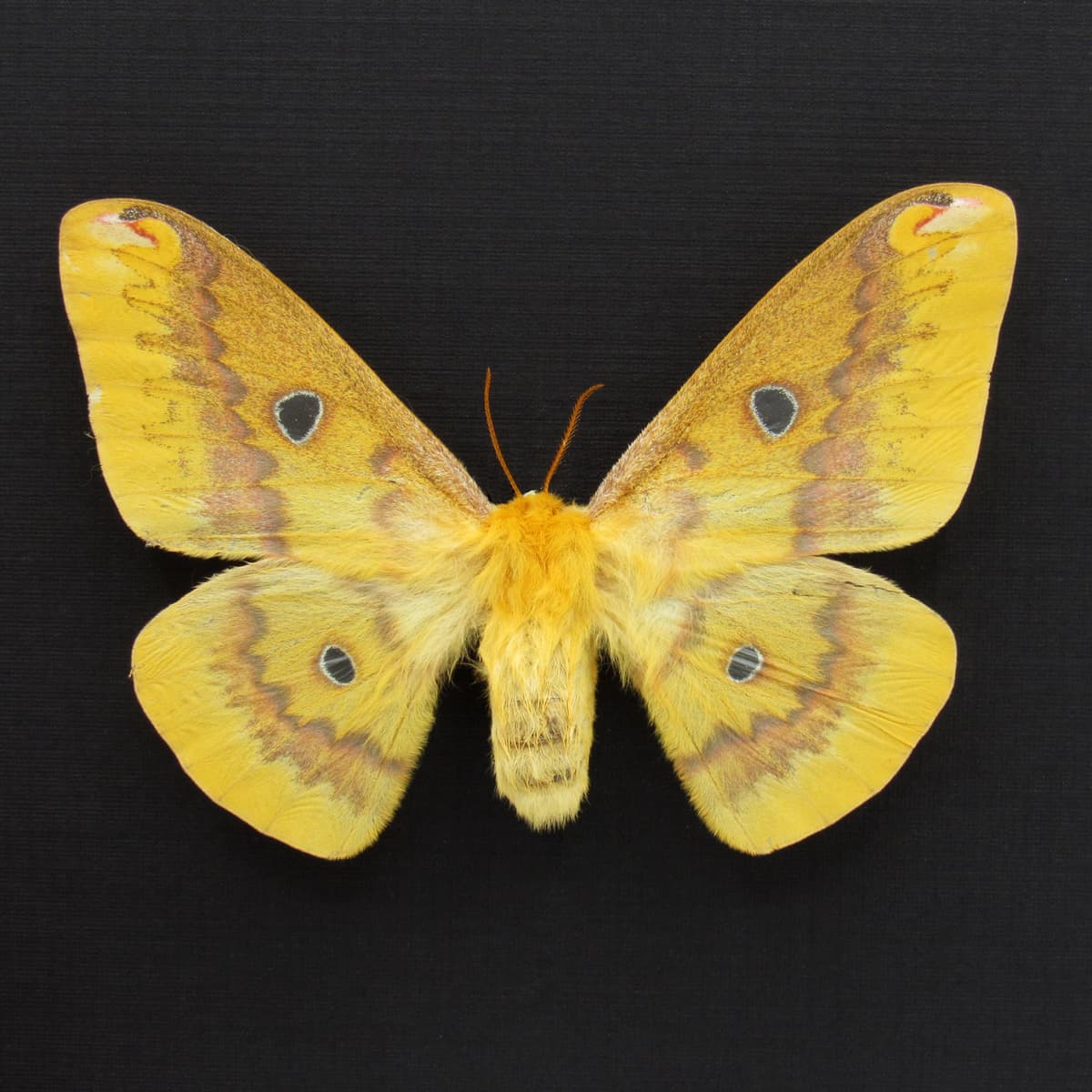 Rare Squeaking Silkmoth framed taxidermy - Rhodinia fugax - female