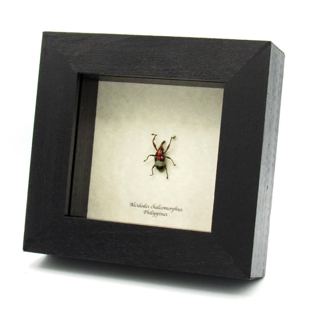 Real long snout weevil beetle framed specimen - Alcidodes chalcomorphus
