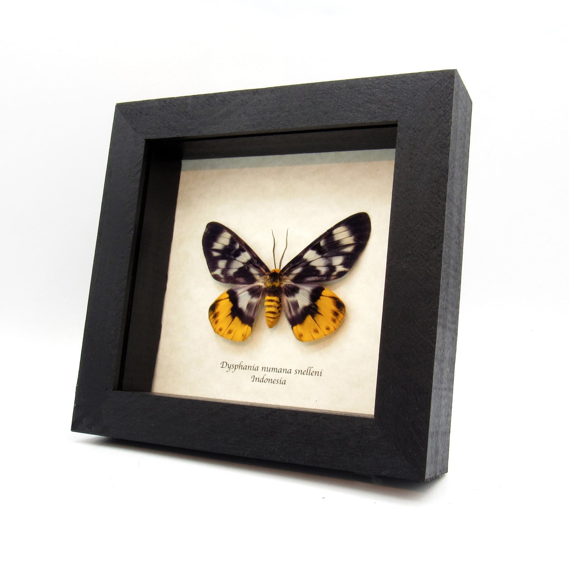 Real yellow False Tiger moth framed taxidermy - Dysphania numana snelleni - female
