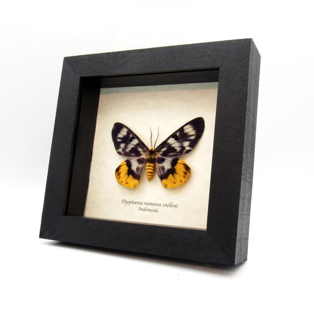 Real yellow False Tiger moth framed taxidermy - Dysphania numana snelleni - female