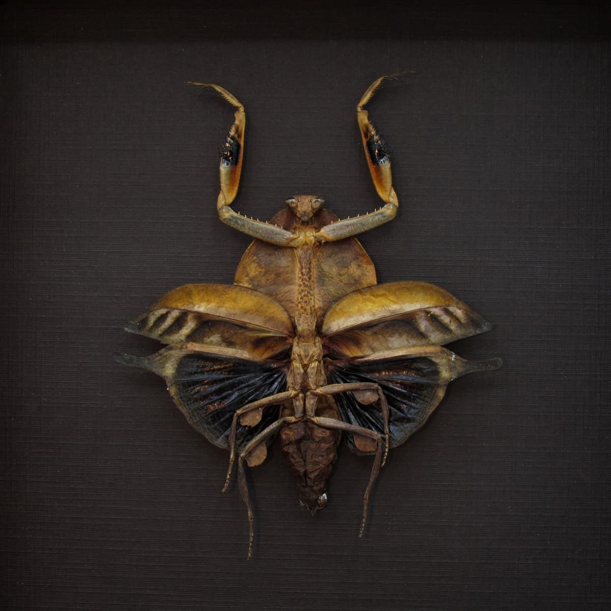 Rare Dead Leaf Mantis framed taxidermy - Deroplatys truncata - female