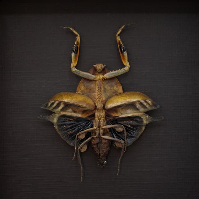 Rare Dead Leaf Mantis framed taxidermy - Deroplatys truncata - female