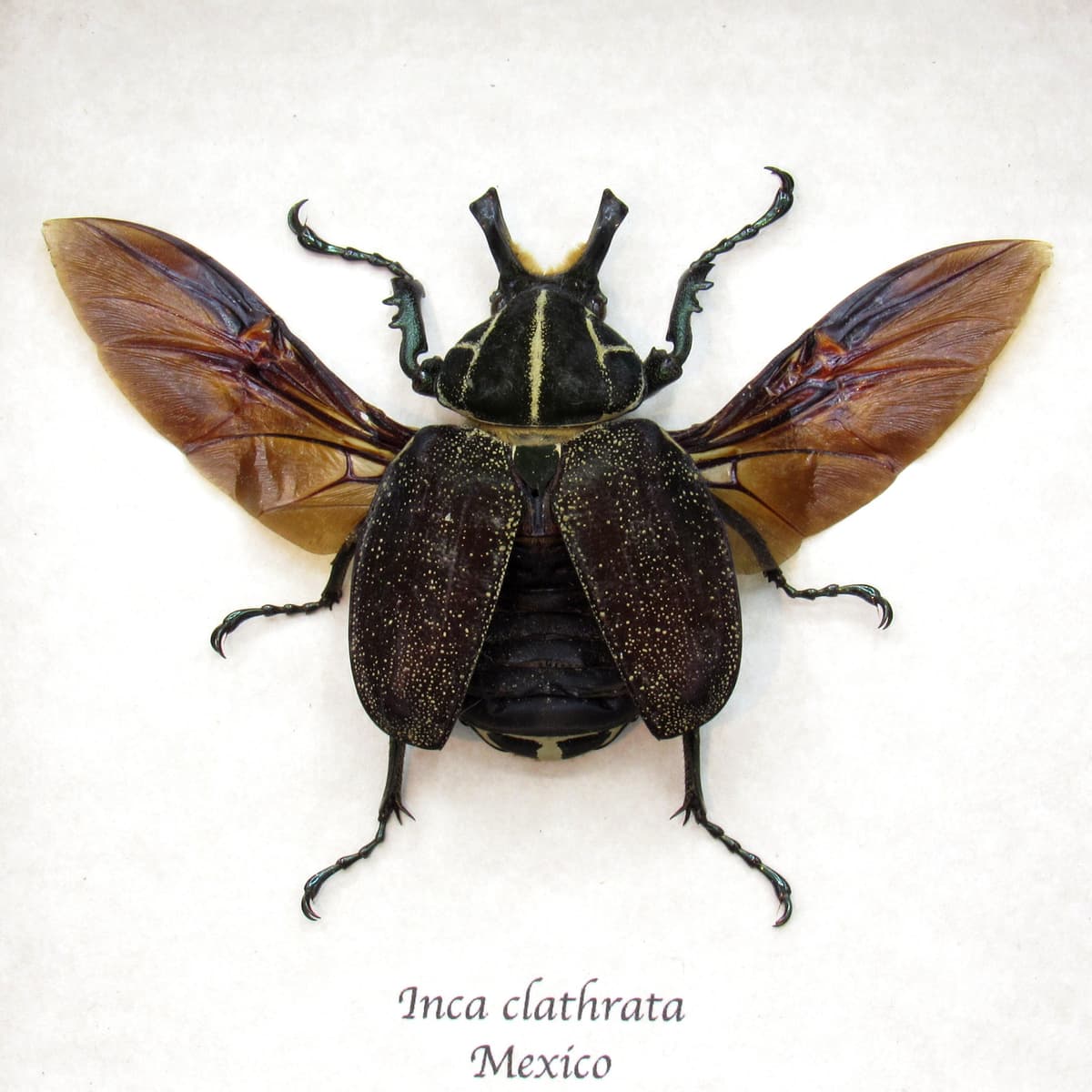 Rare Mexican Scarab Beetle framed taxidermy - Inca clathrata