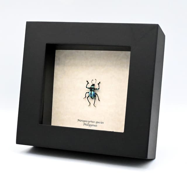 Rare weevil beetle framed specimen - Metapocyrtus species