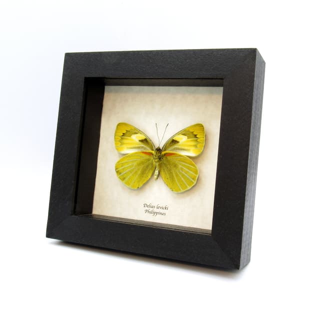 Real Chartreuse Delias butterfly framed taxidermy - Delias levicki - female