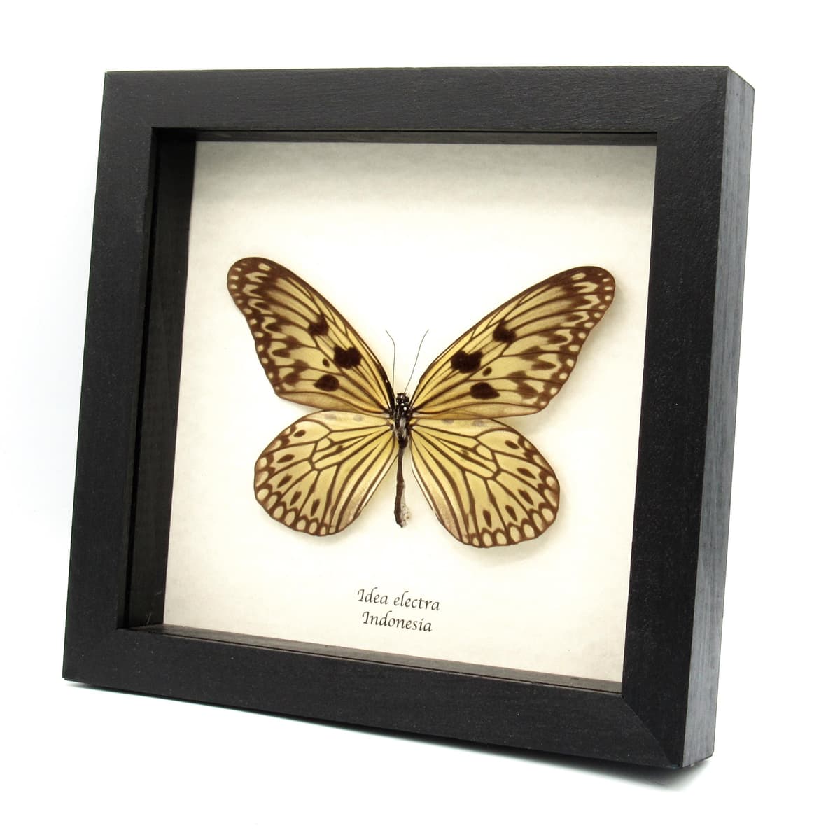 Rare Electra's Tree-Nymph butterfly framed taxidermy - Idea electra - XL female