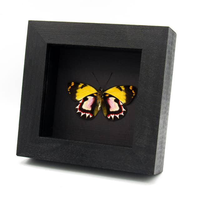 Very rare pink Delias butterfly framed taxidermy - Delias luctuosa kuning - Victorian mount