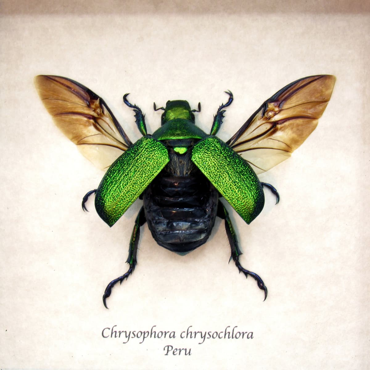 Real metallic green Frog beetle framed taxidermy - Chrysophora chrysochlora - female