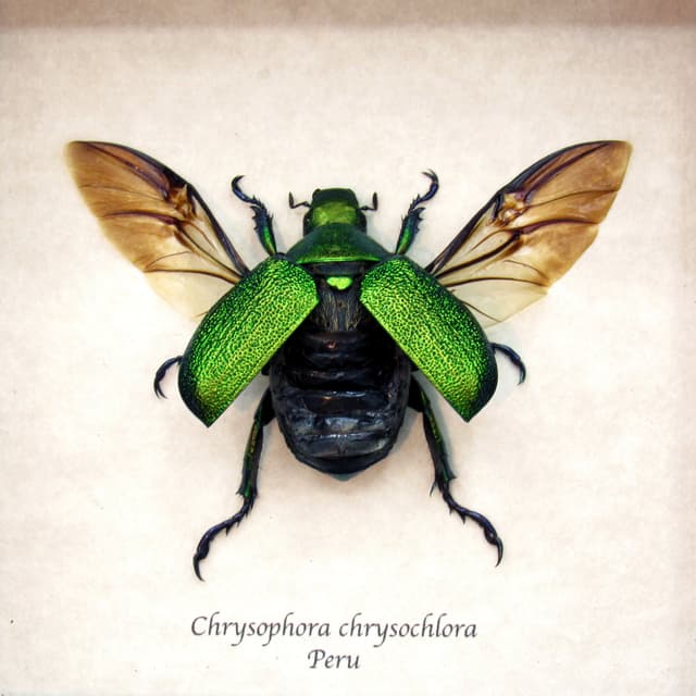 Real metallic green Frog beetle framed taxidermy - Chrysophora chrysochlora - female