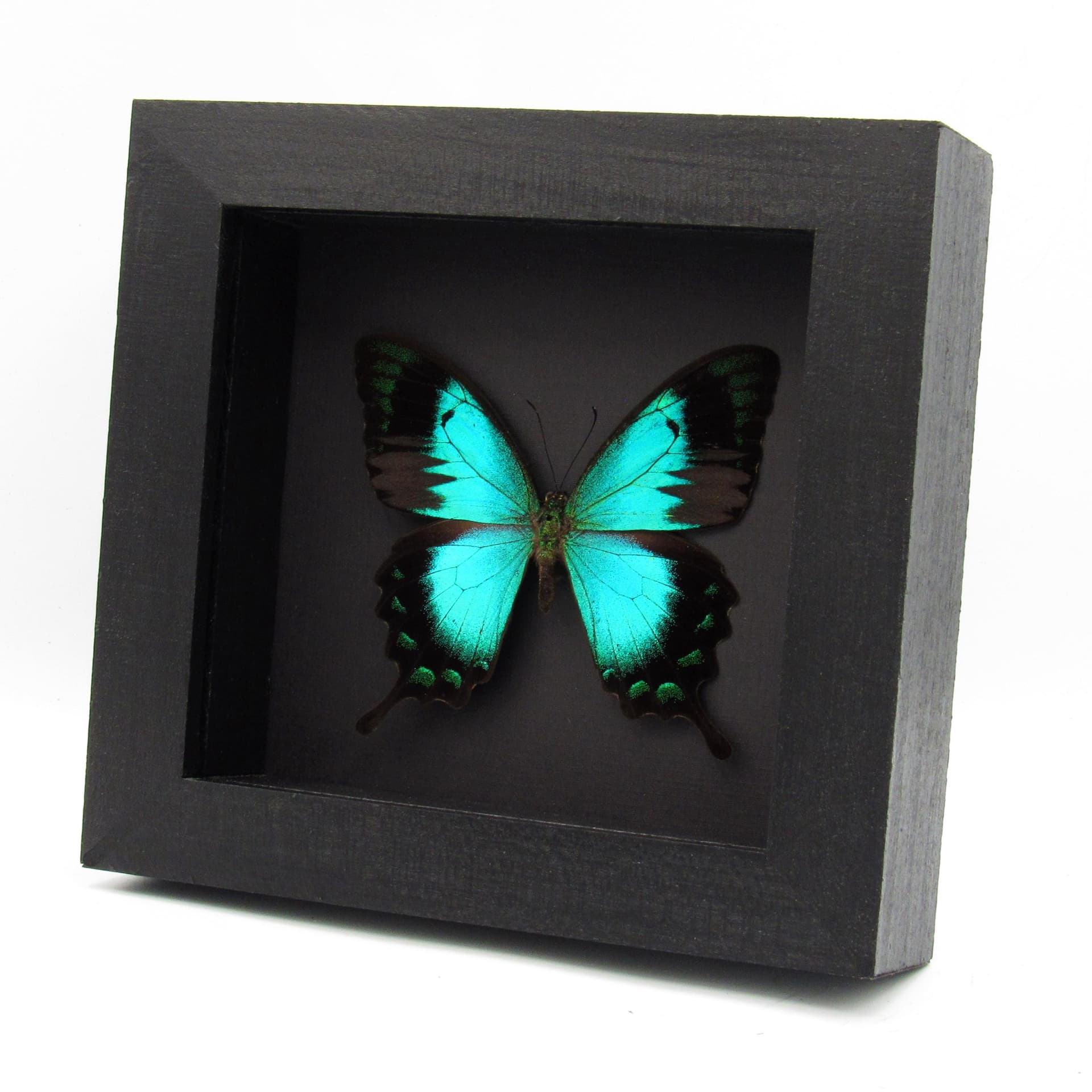 Rare framed taxidermy Sea Green Swallowtail butterfly - Papilio lorquinianus ochoco