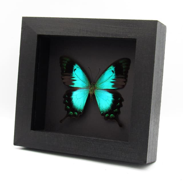 Rare framed taxidermy Sea Green Swallowtail butterfly - Papilio lorquinianus ochoco