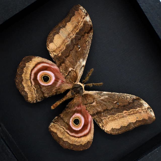 Real Giant Emperor moth framed taxidermy - Gynanisa ata