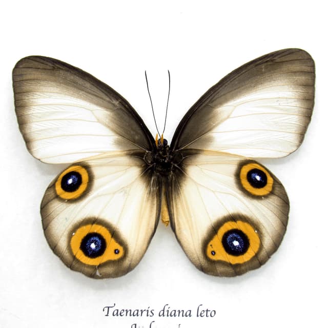 Large Diana Owl butterfly framed specimen - Taenaris diana leto - large female