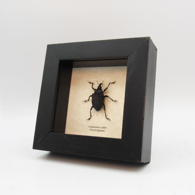 Rare armored weevil framed taxidermy - Cratosomus scaber
