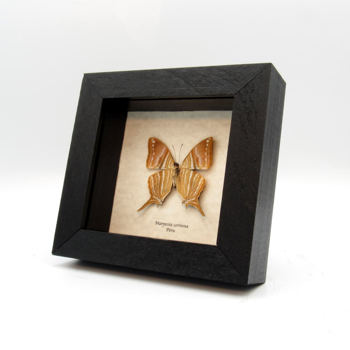 Real framed taxidermy butterfly - Marpesia corinna