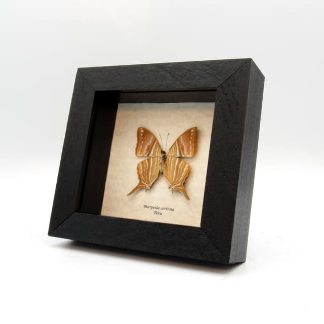 Real framed taxidermy butterfly - Marpesia corinna