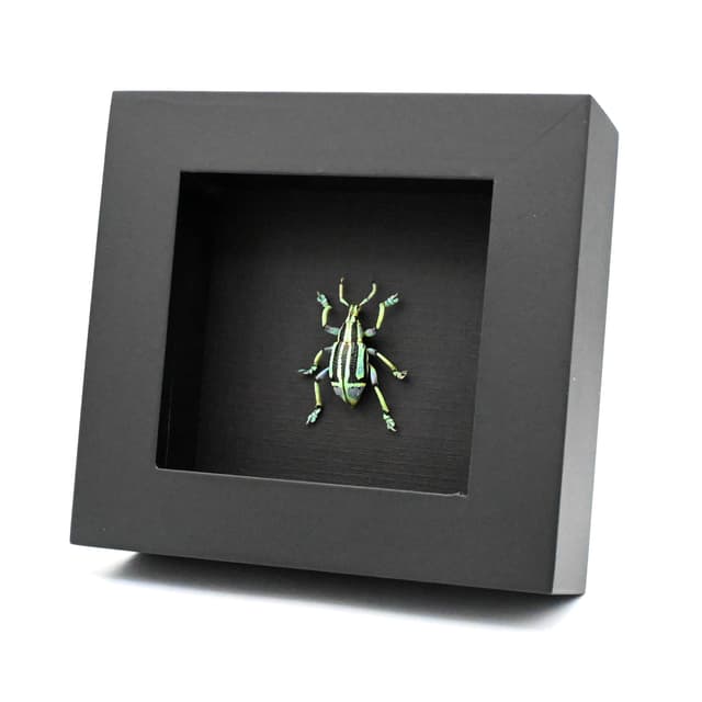 Rare green Weevil framed taxidermy - Eupholus bennetti - special color form