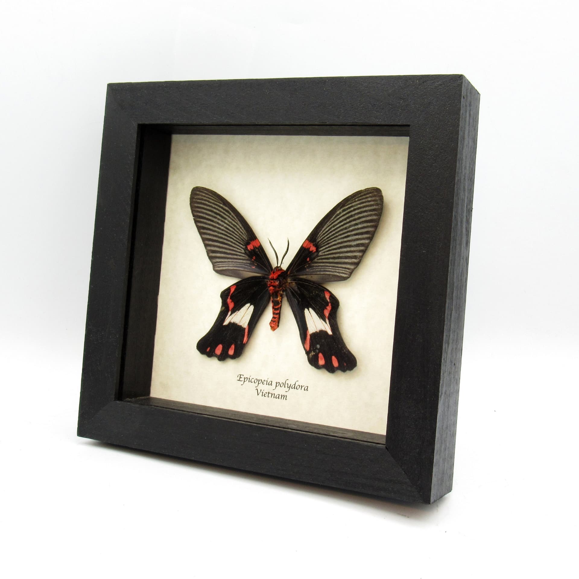 Rare moth framed taxidermy - Epicopeia polydora - Butterfly mimic
