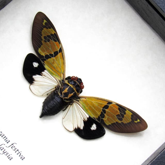 Real green Cicada framed taxidermy - Gaeana festiva