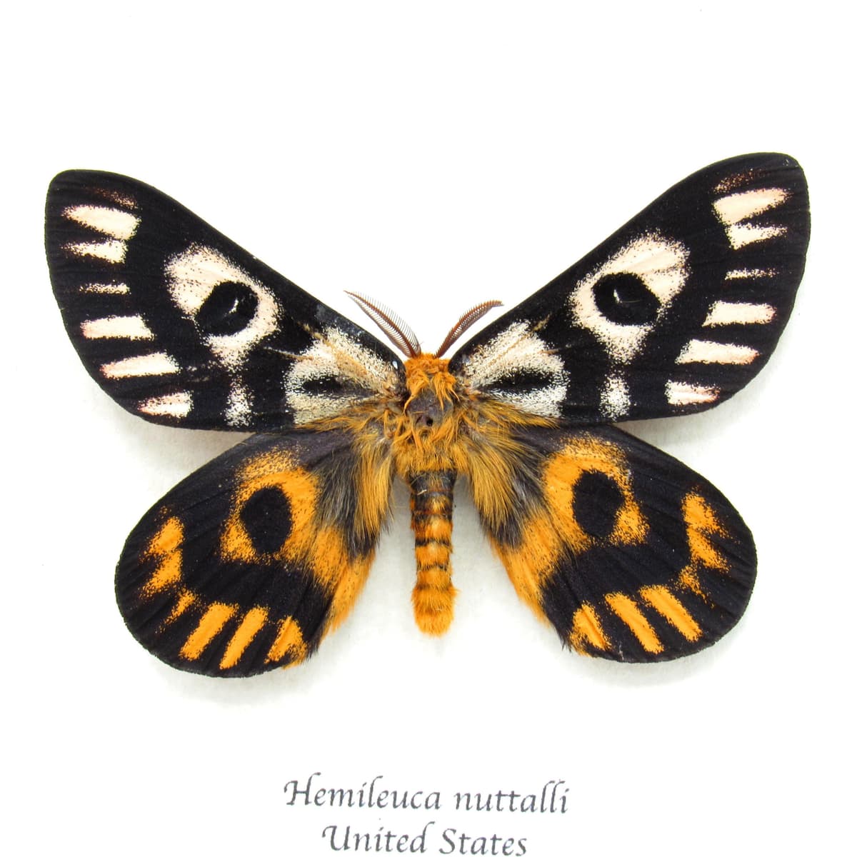 Real rare Sheep moth framed taxidermy - Hemileuca nuttalli - dark form - large
