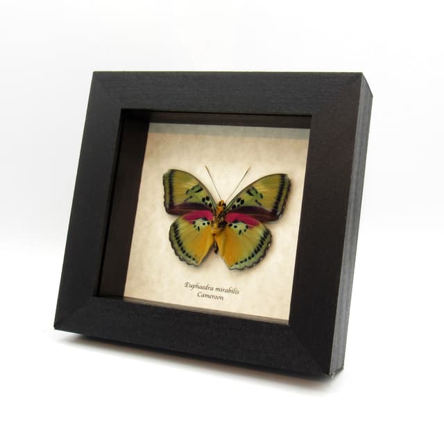 Rare Forester butterfly framed taxidermy - Euphaedra mirabilis