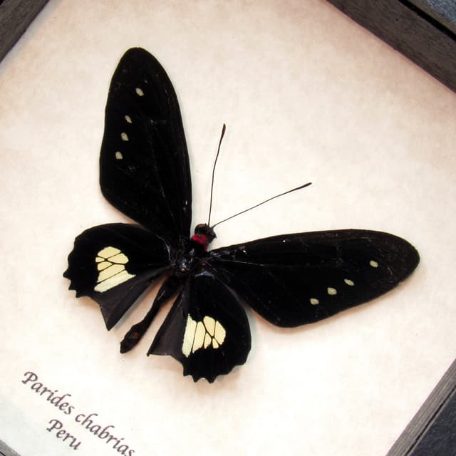 Rare black Cattleheart butterfly framed taxidermy - Parides chabrias