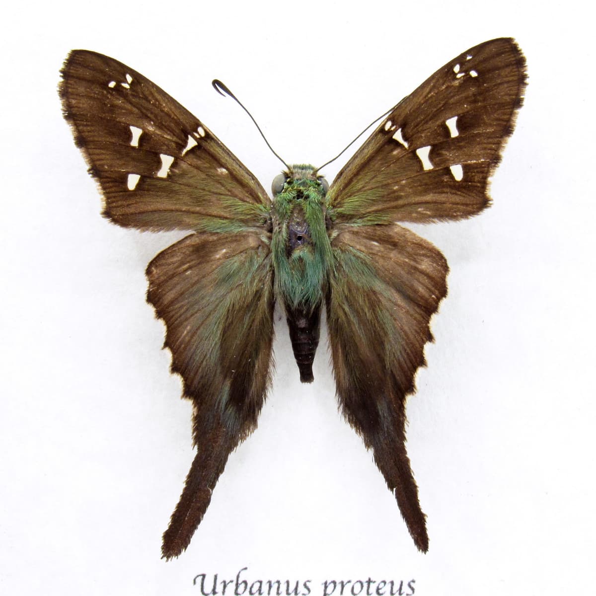 Real blue Long-tailed Skipper butterfly framed taxidermy - Urbanus proteus