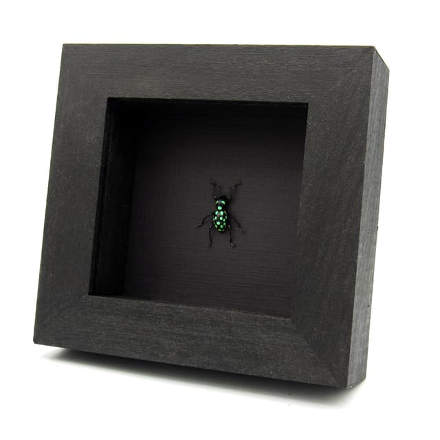 Real green polka dot weevil beetle framed specimen - Pachyrhynchus mindoroensis