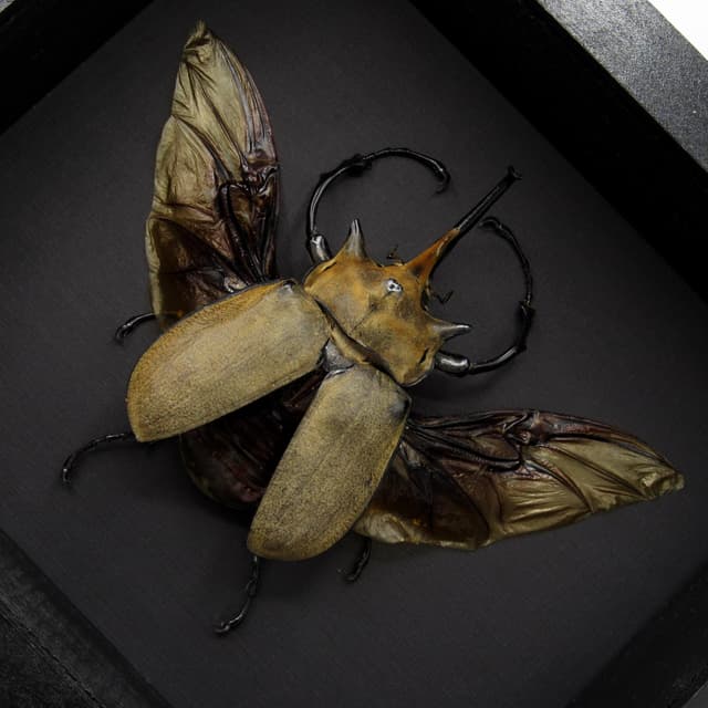 Real XXL Elephant Rhinoceros beetle framed taxidermy - Megasoma elephas
