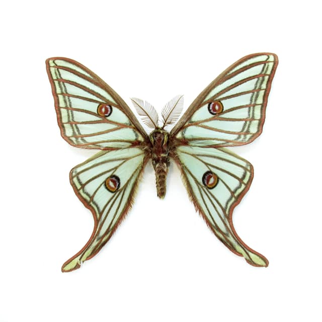 Rare XL Spanish Moon moth framed taxidermy - Graellsia isabellae