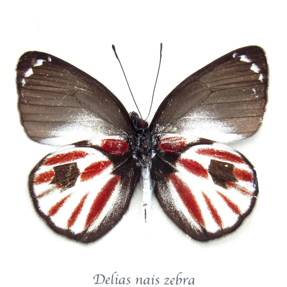 Rare Zebra Delias butterfly framed taxidermy - Delias nais zebra