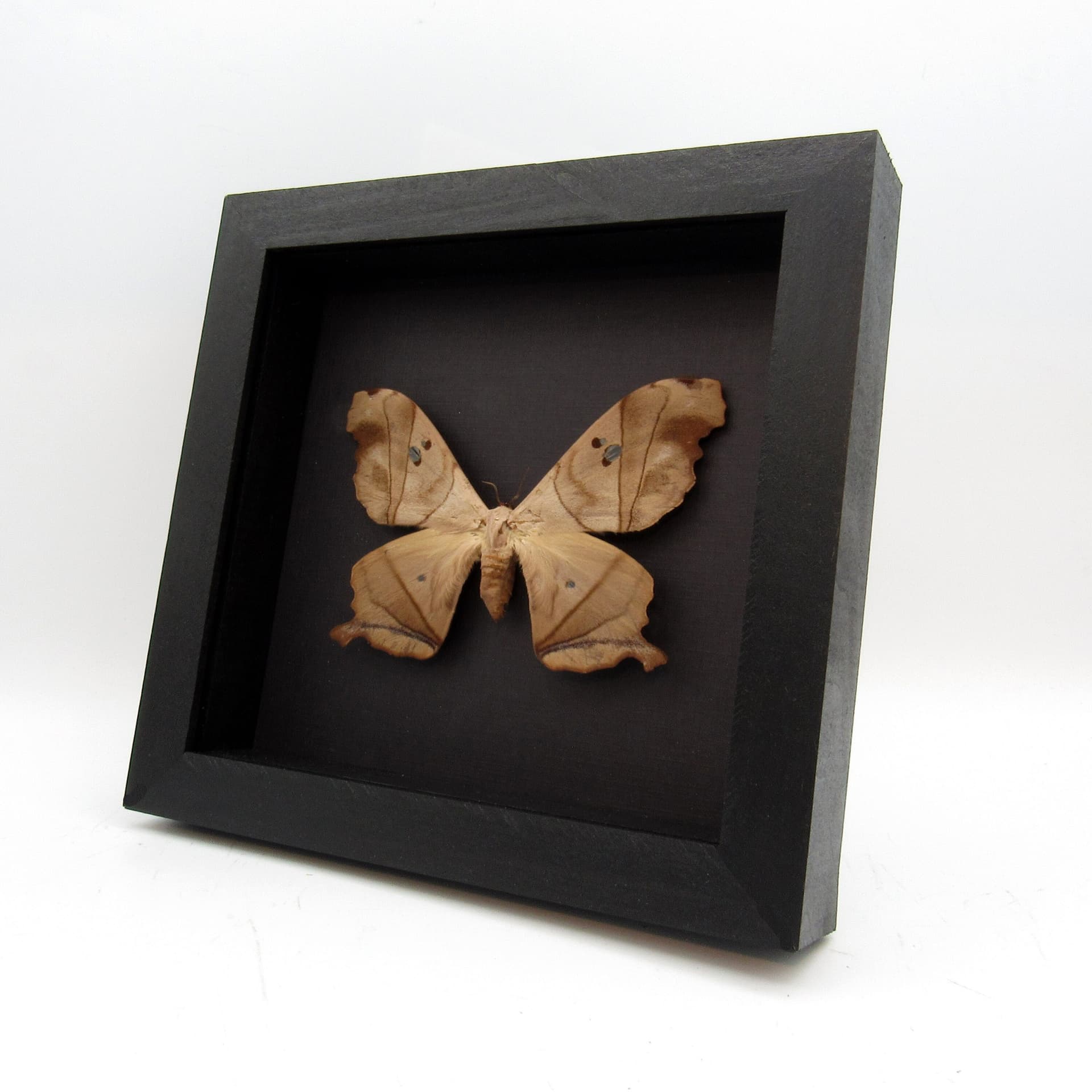 Real Giant Saturn moth framed taxidermy - Dysdaemonia boreas - female