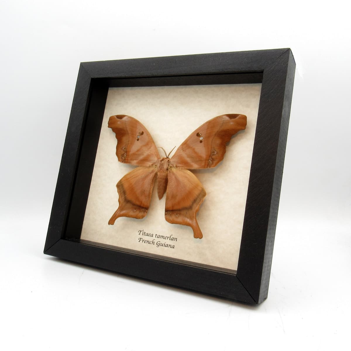 GIANT Saturn moth framed taxidermy - Titaea tamerlan