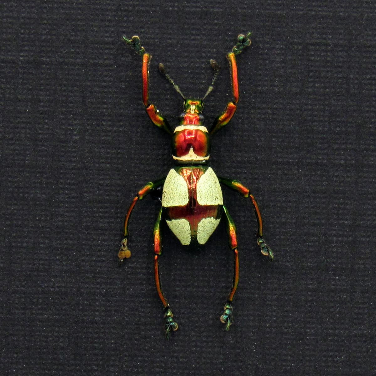 WEEVIL MANIA!  Real metallic red and green weevil framed taxidermy - Pachyrhynchus pseudamabilis