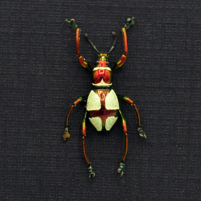 WEEVIL MANIA!  Real metallic red and green weevil framed taxidermy - Pachyrhynchus pseudamabilis