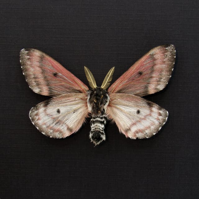 Real pink Pandora Pinemoth framed taxidermy - Coloradia pandora