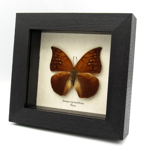 Rare butterfly framed taxidermy - Anaea tyrianthina - large female