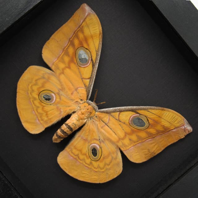Real Giant Saturn moth framed taxidermy - Antheraea frithi - large female - minor damage
