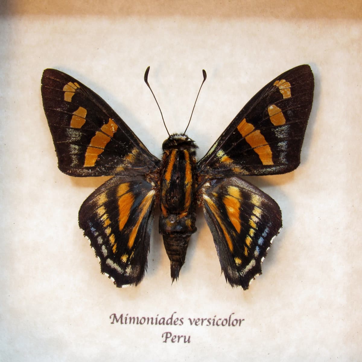 Real Versicolor Skipper butterfly framed taxidermy - Mimoniades versicolor