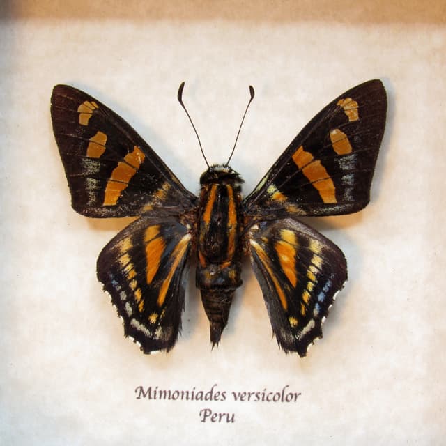 Real Versicolor Skipper butterfly framed taxidermy - Mimoniades versicolor