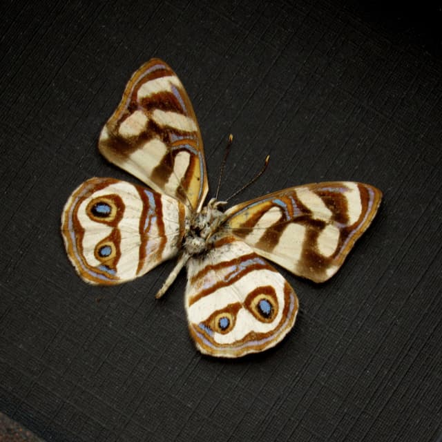 Real Metalmark butterfly framed taxidermy - Dynamine gisela