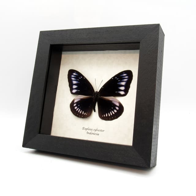 Real blue butterfly framed - Euploea sylvester