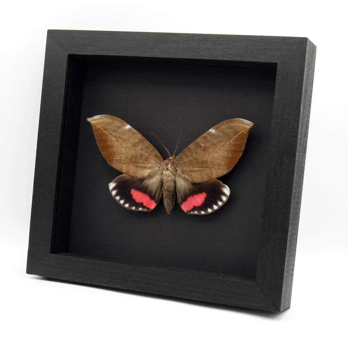 Giant pink fruit sucking moth framed taxidermy - Phyllodes conspcillator
