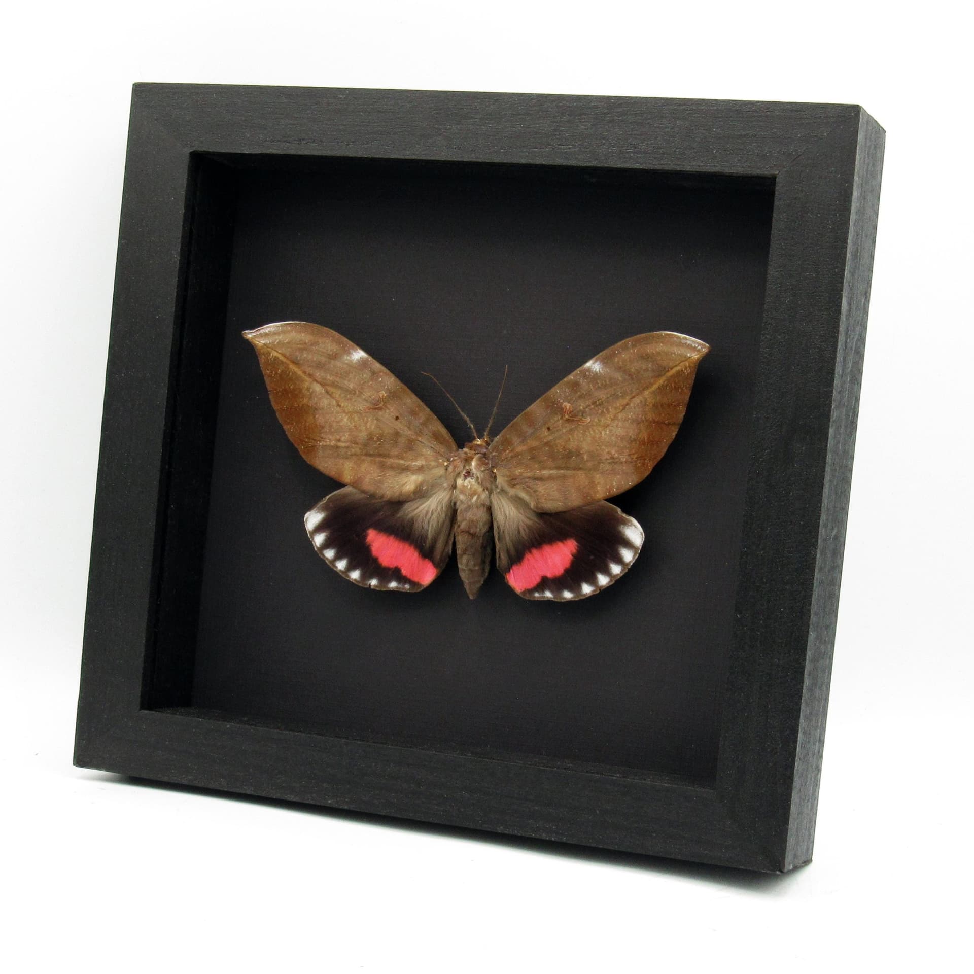 Giant pink fruit sucking moth framed taxidermy - Phyllodes conspcillator