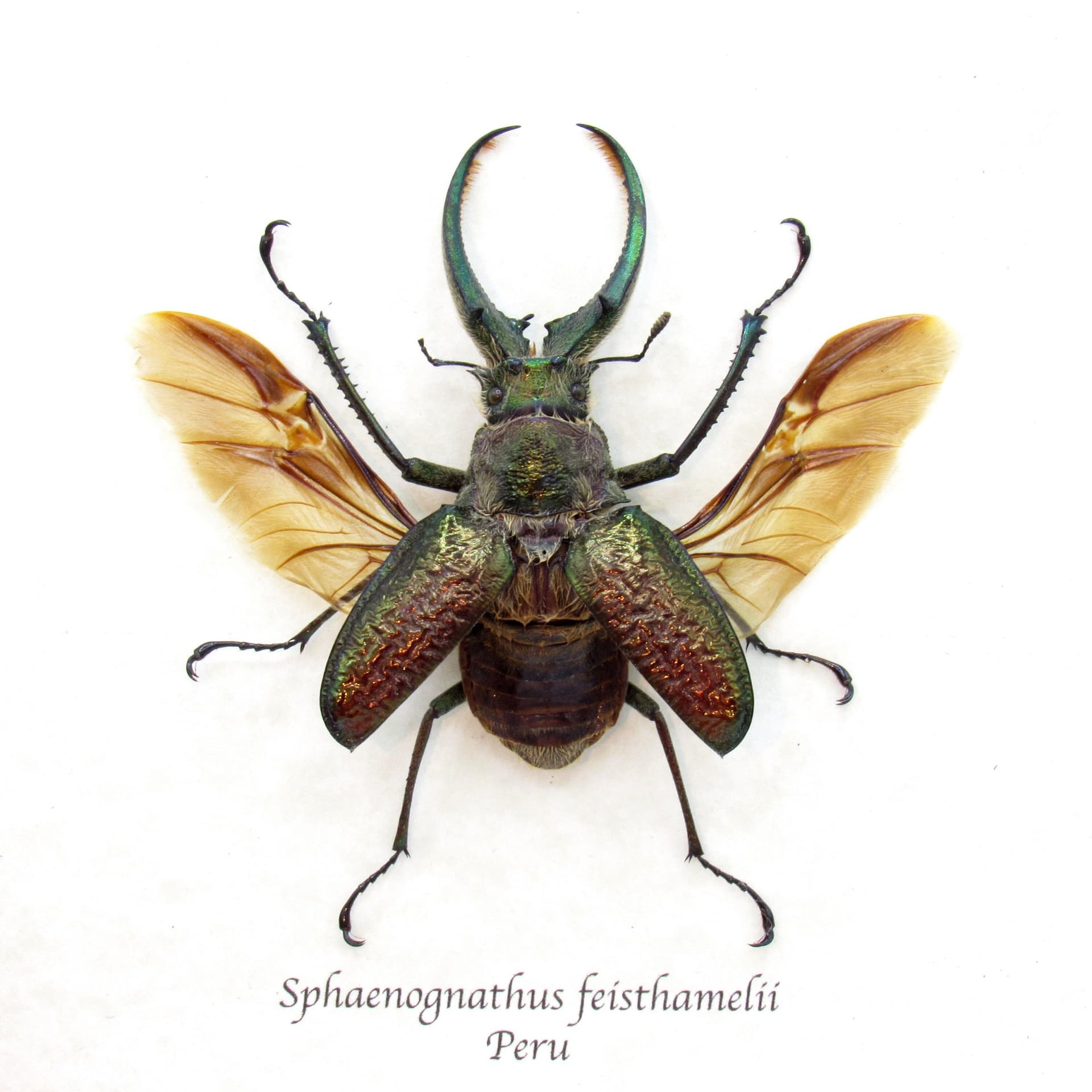 Big hairy Stag beetle framed taxidermy - Sphaenognathus feisthamelii