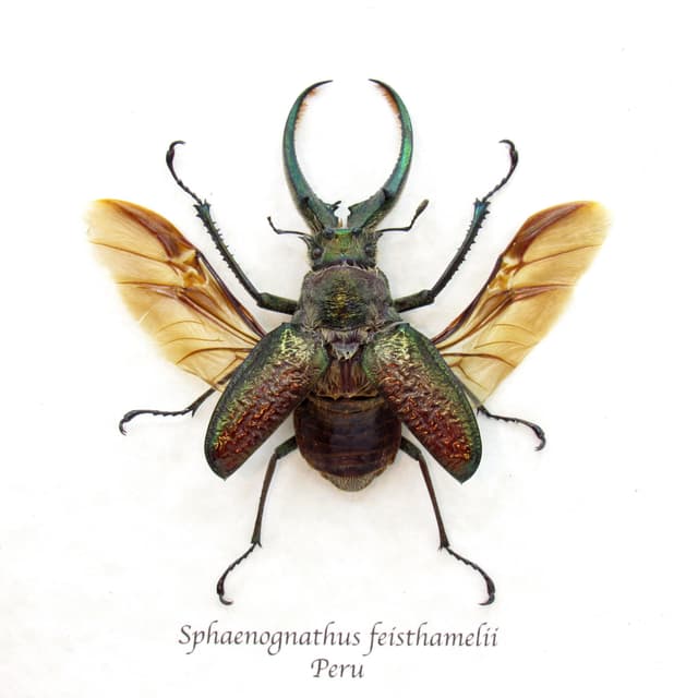Big hairy Stag beetle framed taxidermy - Sphaenognathus feisthamelii